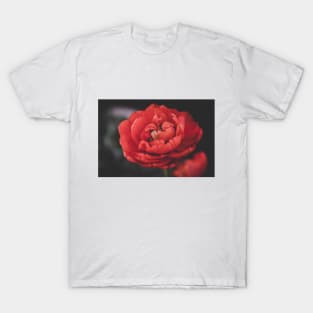 Vintage moody close up photo of red rose T-Shirt